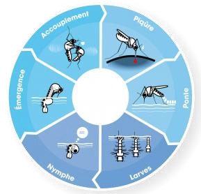 infographie ou schéma du cycle de vie du moustique